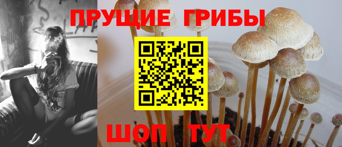 где можно купить наркотик  Вход с VPN  Псилоцибиновые грибы Psilocybe  Анжеро-Судженск  Галлюциногенные грибы Cubensis 